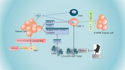 A promising research direction for colorectal cancer immunotherapy: The regulatory mechanism of CCL5 in colorectal cancer